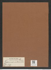 Terpsinoë intermedia Grun. (de-Toni-Nr.: Genus 130, Species 3580) Zeichnungen Sammlung Grunow Mappe 03746 (Herbarium_W_Grunow_drawings_Folder_03746)